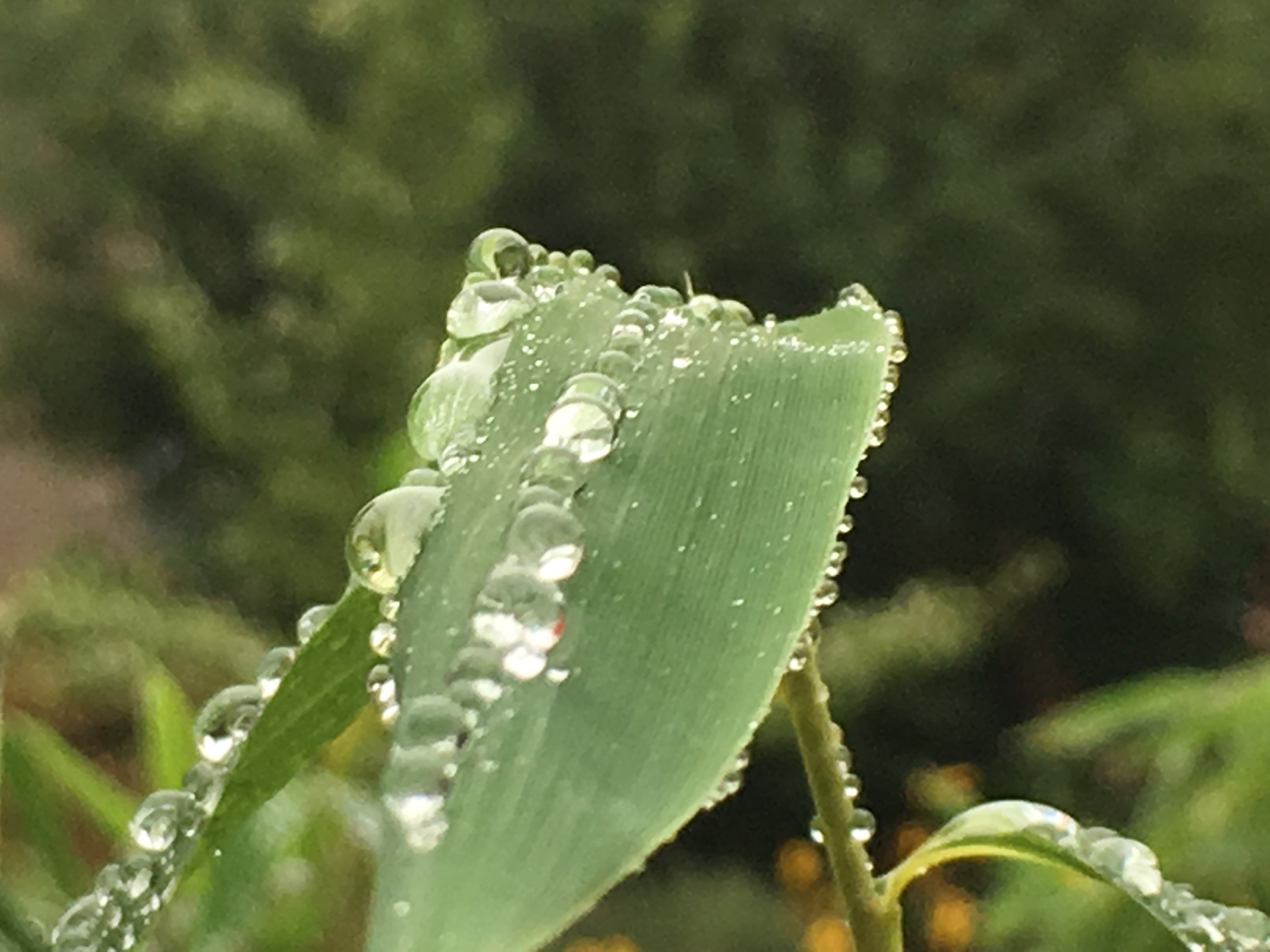 Foto- und Videoqualität des iPhone 6S und 6S Plus-img_1848.jpg