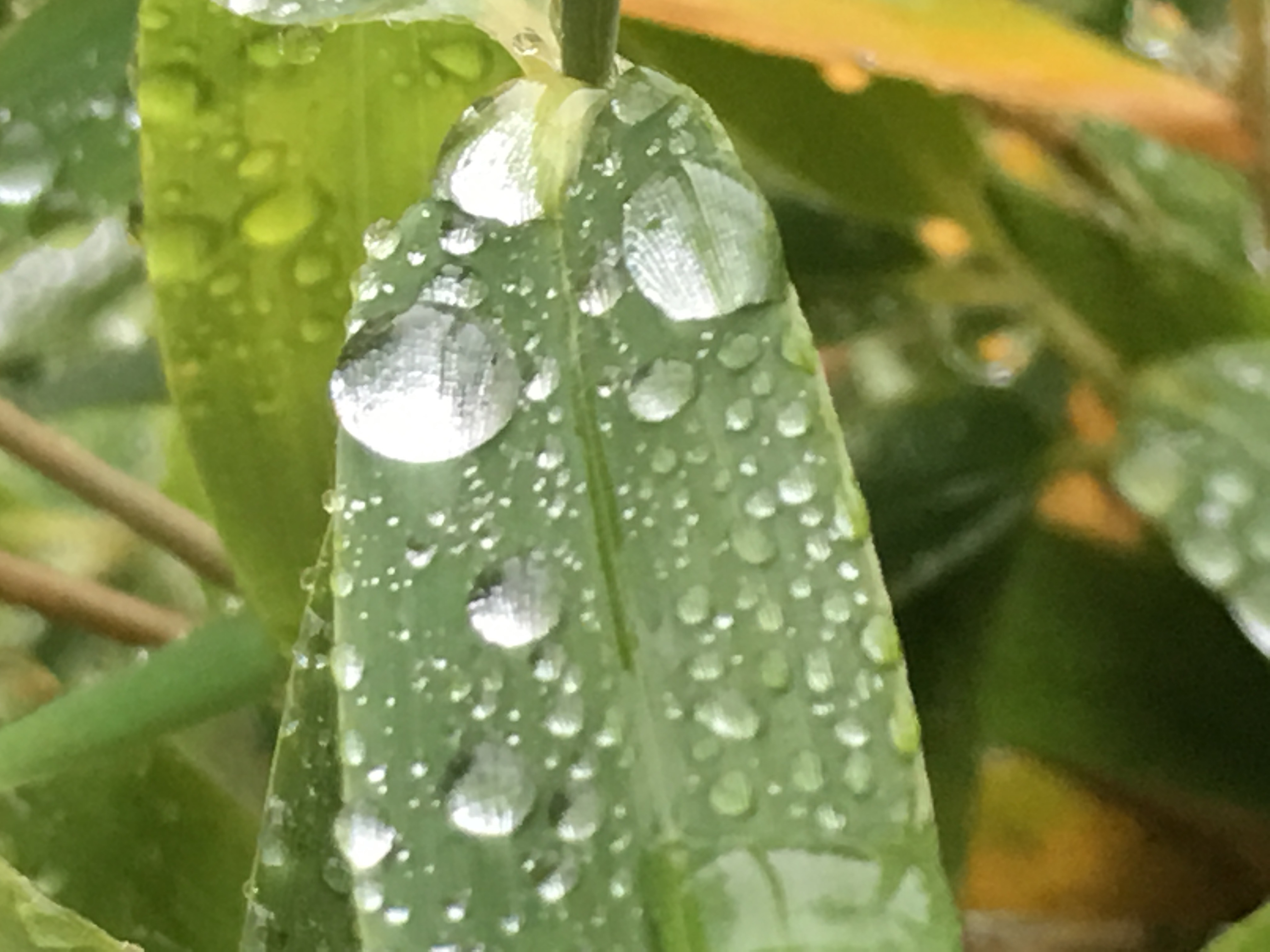 Foto- und Videoqualität des iPhone 6S und 6S Plus-img_1849.jpg