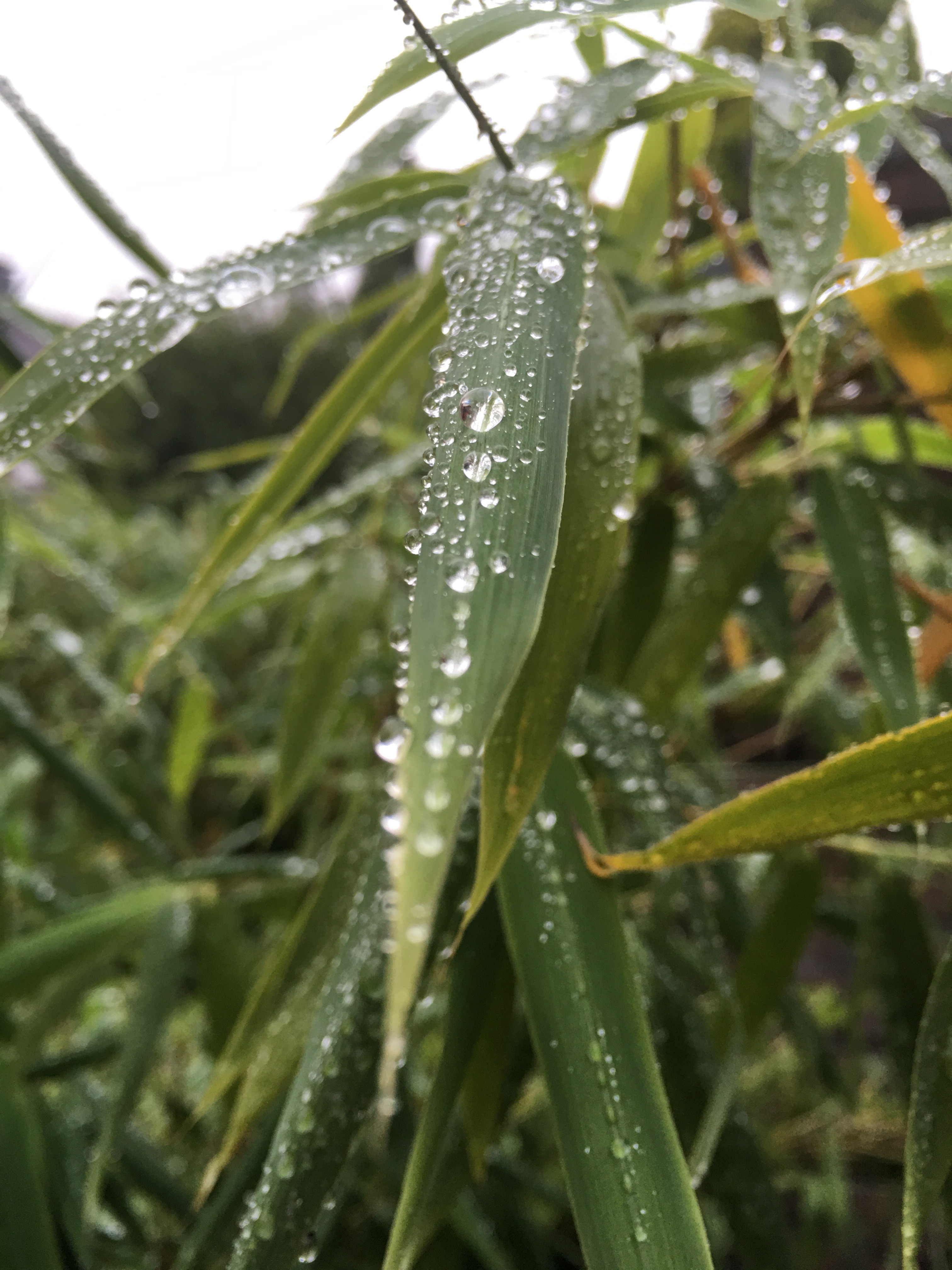 Foto- und Videoqualität des iPhone 6S und 6S Plus-img_1850.jpg