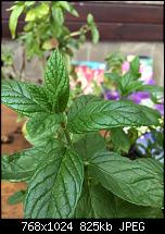 Foto- und Videoqualität des iPhone 6S und 6S Plus-imageuploadedbypocketpc.ch1444342242.482891.jpg