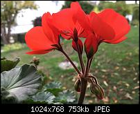 Foto- und Videoqualität des iPhone 6S und 6S Plus-imageuploadedbypocketpc.ch1444342278.252164.jpg