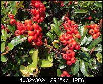 Foto- und Videoqualität des iPhone 6S und 6S Plus-img_0530.jpg