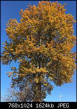 Foto- und Videoqualität des iPhone 6S und 6S Plus-imageuploadedbypocketpc.ch1446985977.446145.jpg