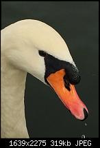 Fotoqualität des iPhone 6 Plus-image.jpeg