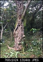 Fotoqualität des iPhone 6 Plus-imageuploadedbypocketpc.ch1460463069.452269.jpg