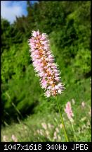 Fotoqualität des iPhone 6 Plus-image.jpeg