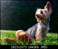 Fotoqualität des iPhone 6 Plus-image.jpeg