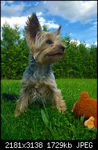 Fotoqualität des iPhone 6 Plus-image.jpeg