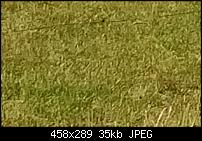Blackberry PRIV - Fotoqualität-gras100.jpg