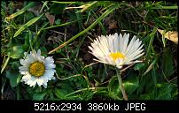 Blackberry PRIV - Fotoqualität-2015-12-27-15.38.51.jpg