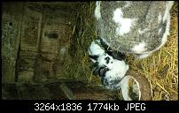 Blackberry Z10 Bilder und Videos der Kamera-img_00000005.jpg