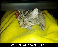 Foto- und Videoqualität des Galaxy Nexus-img_20111202_180323.jpg