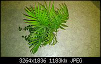 HTC 8X – Fotoqualität-pflanze-ohne-wackeln-.jpg