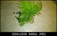 HTC 8X – Fotoqualität-pflanze-wackeln-.jpg