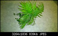 HTC 8X – Fotoqualität-pflanze-extremes-wackeln-.jpg