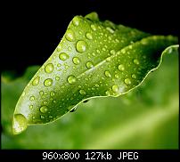 !!! Der GROSSE Wallpaper-Thread für das HTC Desire !-blatt.jpg