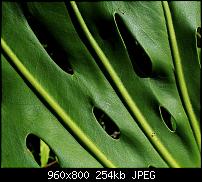 !!! Der GROSSE Wallpaper-Thread für das HTC Desire !-monstera.jpg