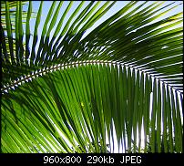 !!! Der GROSSE Wallpaper-Thread für das HTC Desire !-palm-leaf.jpg