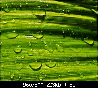!!! Der GROSSE Wallpaper-Thread für das HTC Desire !-waterdrops.jpg