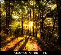 !!! Der GROSSE Wallpaper-Thread für das HTC Desire !-forest_sunlight.jpg