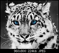 !!! Der GROSSE Wallpaper-Thread für das HTC Desire !-snow-blue-032-eye-032-leopard-960x800.jpg