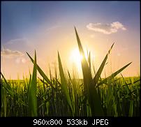 !!! Der GROSSE Wallpaper-Thread für das HTC Desire !-fields.jpg