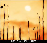 !!! Der GROSSE Wallpaper-Thread für das HTC Desire !-sunset_yellow.jpg