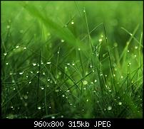 !!! Der GROSSE Wallpaper-Thread für das HTC Desire !-grass_drops.jpg