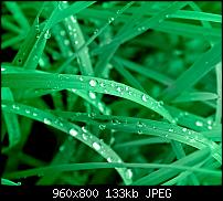 !!! Der GROSSE Wallpaper-Thread für das HTC Desire !-vivid_green_leaves.jpg