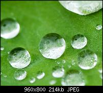 !!! Der GROSSE Wallpaper-Thread für das HTC Desire !-leaf.jpg