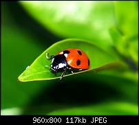 !!! Der GROSSE Wallpaper-Thread für das HTC Desire !-ladybug.jpg