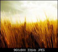 !!! Der GROSSE Wallpaper-Thread für das HTC Desire !-spring.jpg