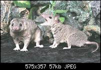 RAM SPEICHER und Autostart-programme-shorttailedopossum.jpg