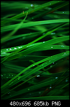 Wallpaper-Sammlung-grass.png