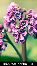Wallpaper-Sammlung-normal3.png