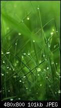 Wallpaper-Sammlung-dew_on_grass.jpg