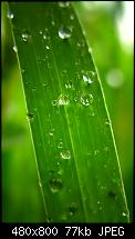 Wallpaper-Sammlung-grass.jpg