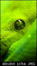 Wallpaper-Sammlung-snake.jpg