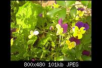 Zeigt eure Leo Kamerabilder!-blume.jpg