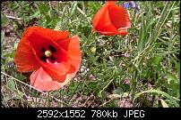Zeigt eure Leo Kamerabilder!-mohn-gross.jpg