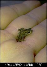 Zeigt eure Leo Kamerabilder!-frosch4.jpg
