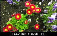 Zeigt eure schönsten Fotos und Videos mit dem One X-imag0035.jpg