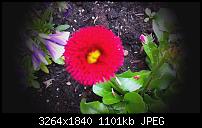 Zeigt eure schönsten Fotos und Videos mit dem One X-imag0039.jpg