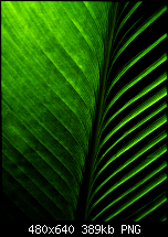 Hard Reset-wallpaper_leaf.png
