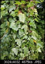 HTC U11 – Qualität der Fotos-imag0029.jpg