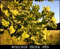 HTC U11 – Qualität der Fotos-imag0106.jpg