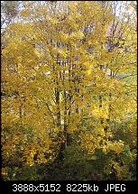 Huawei Honor 7, kleine Testberichte-img_20151024_114249.jpg