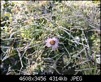 Huawei Mate 8 - Fotoqualität-img_20161114_114618.jpg