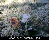 Huawei Mate 8 - Fotoqualität-img_20161114_114751.jpg