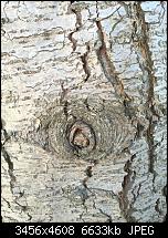 Huawei Mate 8 - Fotoqualität-img_20170127_135145.jpg